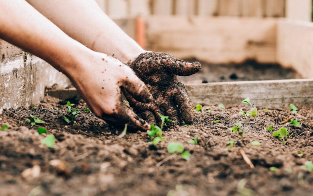 The Healing Power Of Horticulture